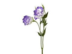 Lisianthus - purple white