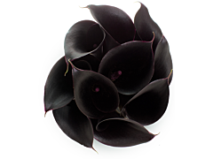 Mini Calla Lily Black 50 cm