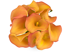 Mini Calla Lily Orange Mango 50 cm