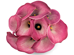 Mini Calla Lily Light Pink 50 cm
