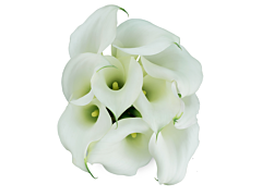 Mini Calla Lily White 50 cm