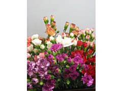 Mini Carnations Assorted