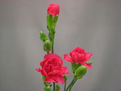 MIni Carnation Hot pink