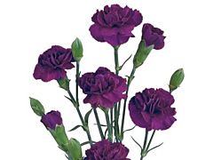 Mini Carnation Purple