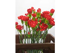 Mini Carnation Red