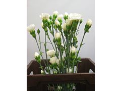 MIni Carnation White