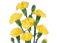 Mini Carnation Yellow