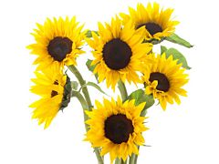 Mini sunflowers - Black Center