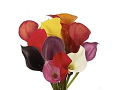 Mini Calla Lily Assorted 50 cm