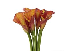 Mini Calla Lily Bi Color Orange 50 cm