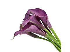 Mini Calla Lily Purple  Petite