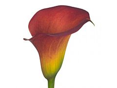 Mini Calla Lily Red Aranal 50 cm