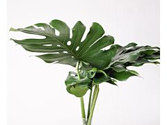 Monstera Large