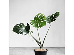 Monstera Medium