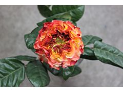 Garden Rose Fuego