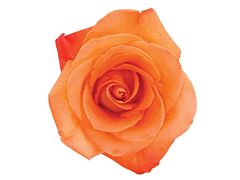 Orange Rose Voodoo