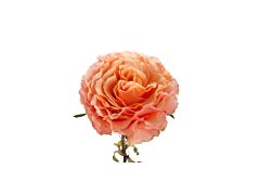 Garden Rose Campanella