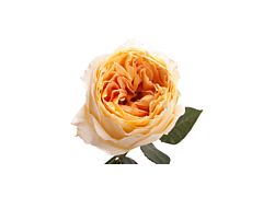 Garden Rose Caramel Antique