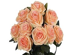 Peach Roses - 40 / 50 cm  Pack 100