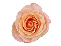 Peach rose Tiffany