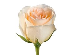Peach rose Versilia