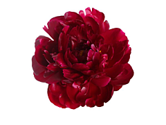 Peonies - red