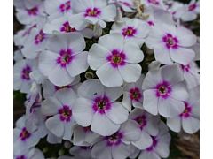 Phlox Bi-color white& purple