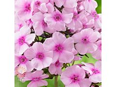 Phlox Pink