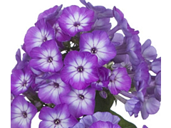 Phlox Purple