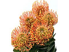 Pincushion Protea  Bright Orange