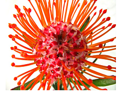 Pincushion Protea  Orange