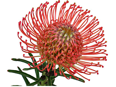 Pincushion Protea  Red