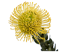 Pincushion Protea  Yellow