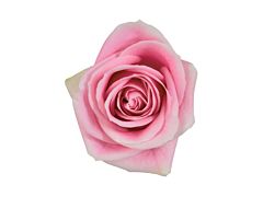 Pink Rose Rosita Vendela