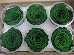 Preserved Green Roses