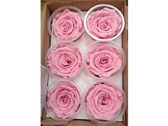 Presereved Blush Pink