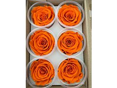 Presereved Orange