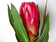 Protea Brenda