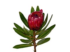 Protea Red Ice