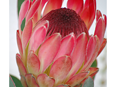 Protea Silvia