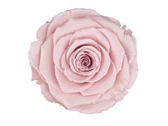 Preserved Blush Pink Roses