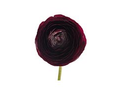 Ranunculus - purple