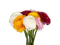 Ranunculus - Assorted