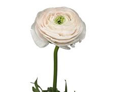 Ranunculus Cloni