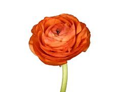 Ranunculus - orange