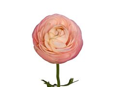 Ranunculus - peach