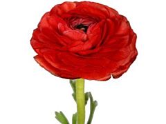 Ranunculus - red