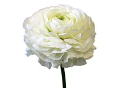 Ranunculus - white