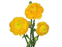 Ranunculus - yellow