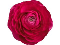 Ranunculus - hot pink